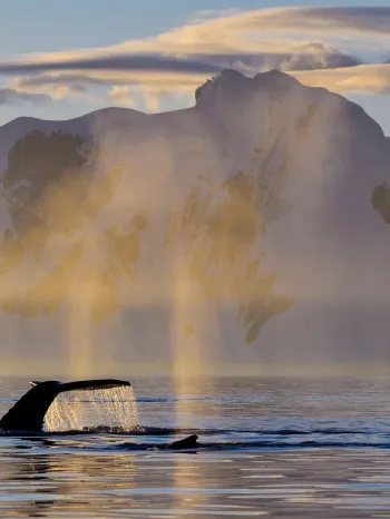 Whale breaching in Iceland